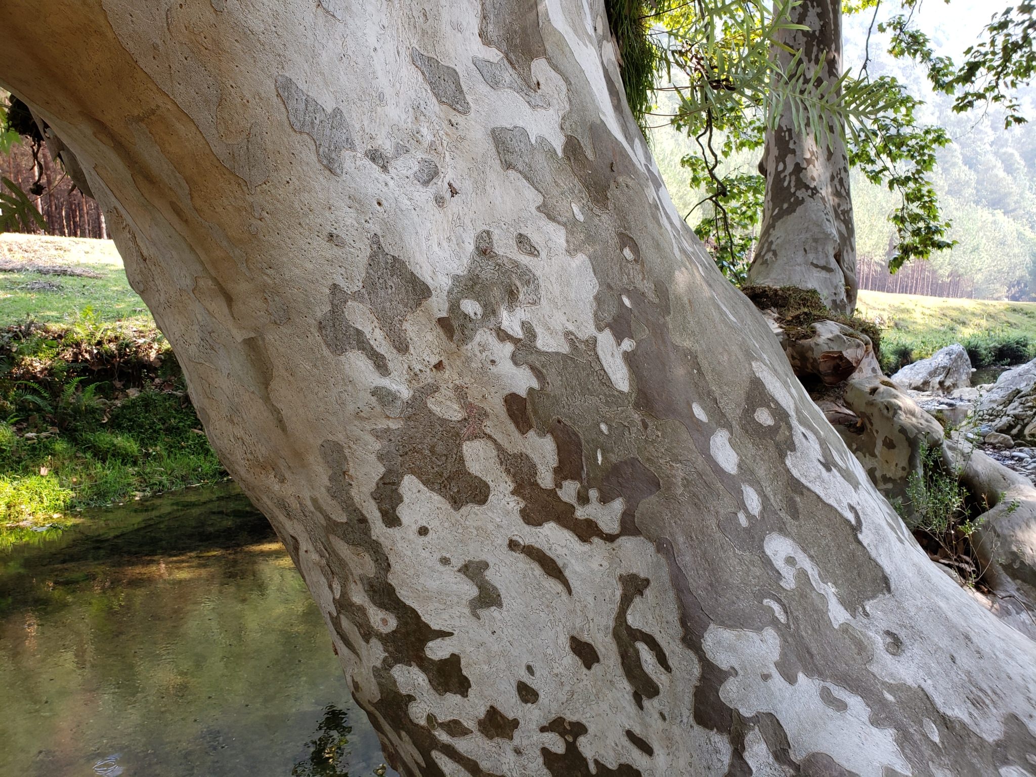 Platanus mexicana